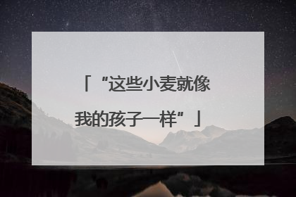 “这些小麦就像我的孩子一样”