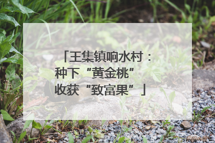 王集镇响水村：种下“黄金桃” 收获“致富果”