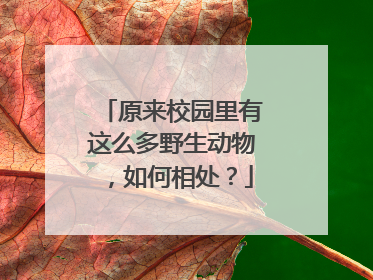 原来校园里有这么多野生动物，如何相处？