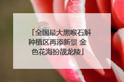 全国最大黑喉石斛种植区再添新景 金色花海扮靓龙陵
