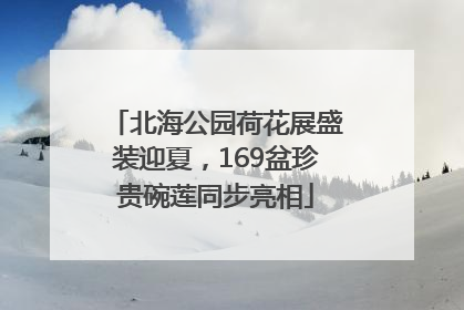 北海公园荷花展盛装迎夏，169盆珍贵碗莲同步亮相