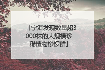 宁洱发现数量超3000株的大规模珍稀植物桫椤群
