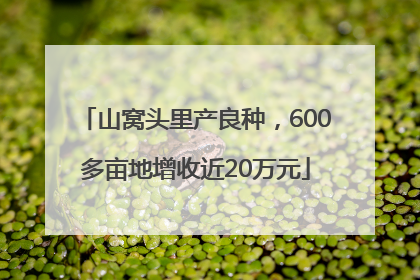 山窝头里产良种，600多亩地增收近20万元