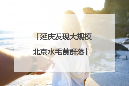 延庆发现大规模北京水毛茛群落