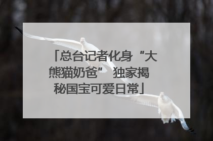 总台记者化身“大熊猫奶爸” 独家揭秘国宝可爱日常