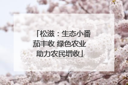 松滋：生态小番茄丰收 绿色农业助力农民增收
