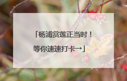 杨浦赏莲正当时！等你速速打卡→