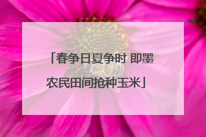 春争日夏争时 即墨农民田间抢种玉米