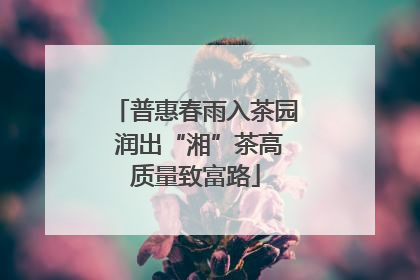 普惠春雨入茶园 润出“湘”茶高质量致富路