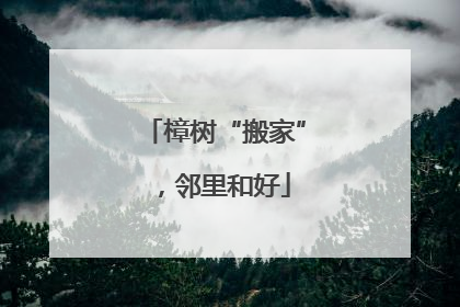 樟树“搬家”，邻里和好