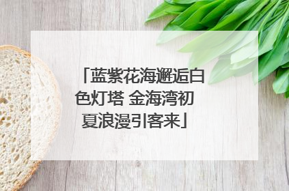 蓝紫花海邂逅白色灯塔 金海湾初夏浪漫引客来