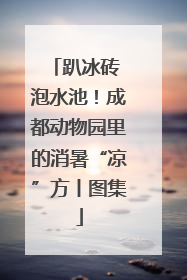趴冰砖 泡水池！成都动物园里的消暑“凉”方丨图集