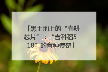黑土地上的“春耕芯片”：“吉科稻518”的育种传奇