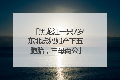 黑龙江一只7岁东北虎妈妈产下五胞胎，三母两公